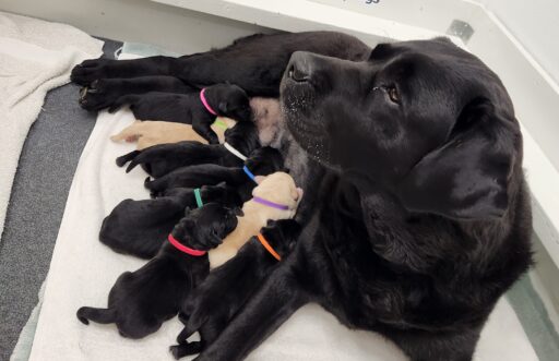 Momma dog Bow with puppies