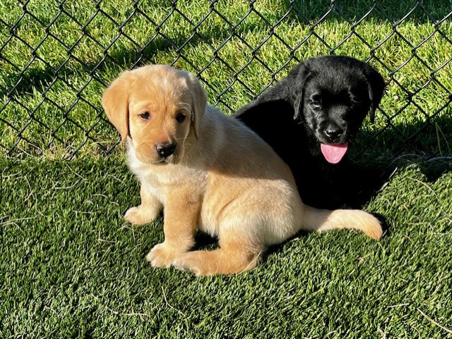 Two labrador retriever puppies in the play yard sitting in the sun.
