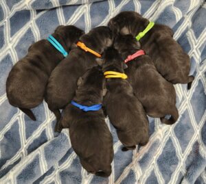6 black labrador puppies