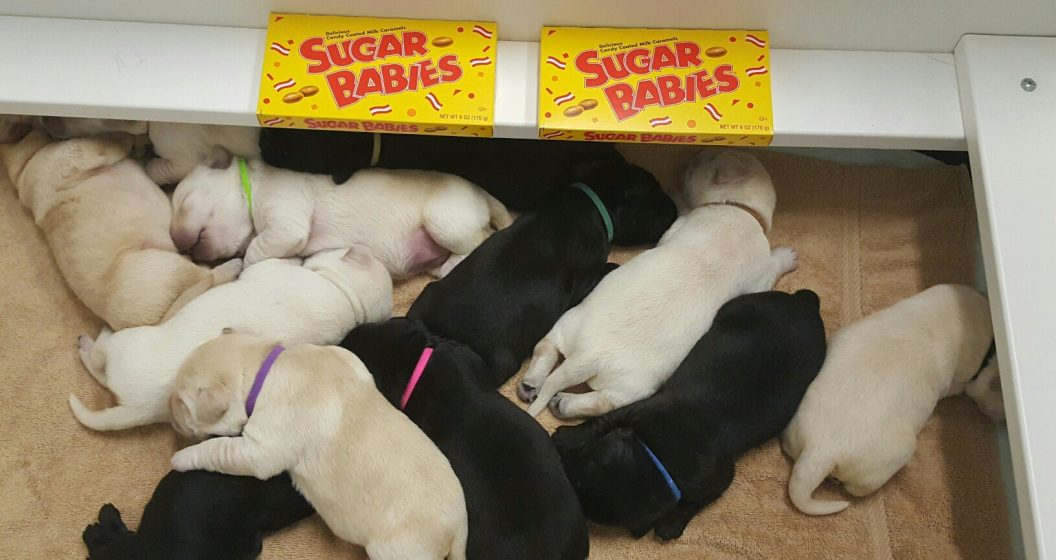 sugar-babies-in-box